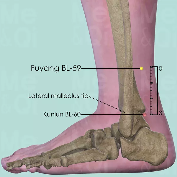 Fuyang BL-59 - Bones view - Acupuncture point on Bladder Channel