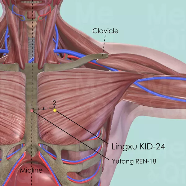 Lingxu KID-24 - Muscles view - Acupuncture point on Kidney Channel