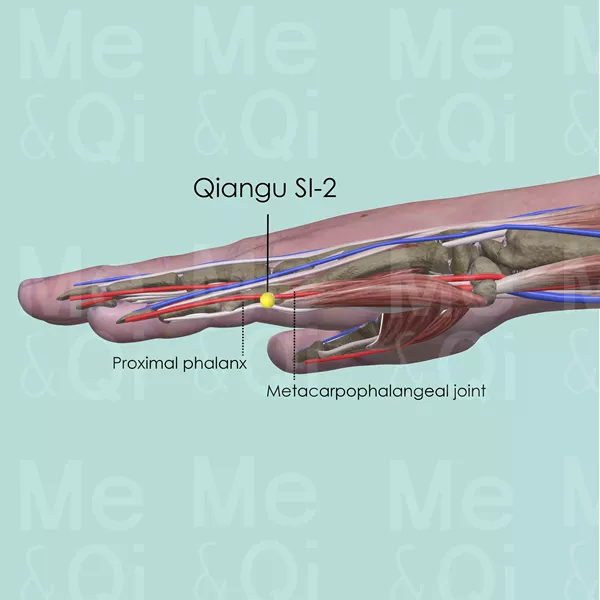 Qiangu SI-2 - Muscles view - Acupuncture point on Small Intestine Channel