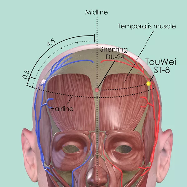 Touwei ST-8 - Muscles view - Acupuncture point on Stomach Channel