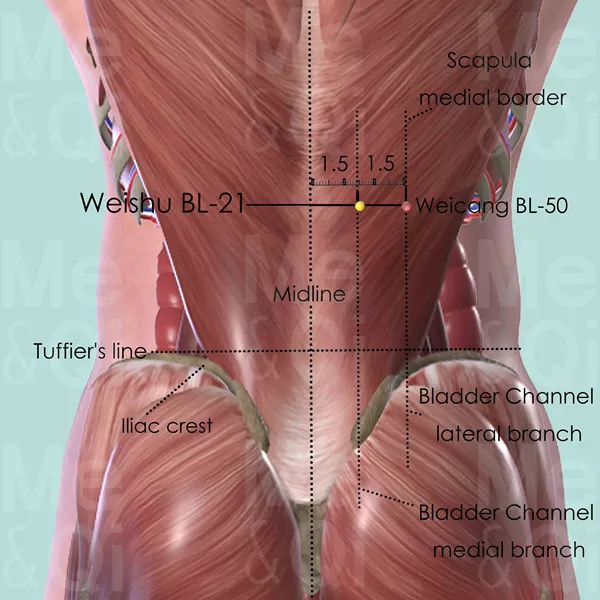 Weishu BL-21 - Muscles view - Acupuncture point on Bladder Channel