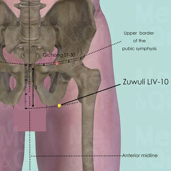 Zuwuli LIV-10 - Bones view - Acupuncture point on Liver Channel
