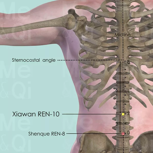 Xiawan REN-10 - Bones view - Acupuncture point on Directing Vessel