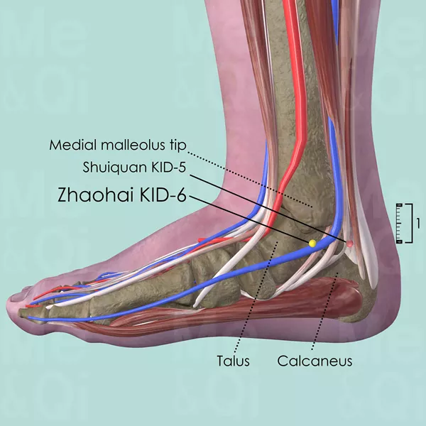 Zhaohai KID-6 - Muscles view - Acupuncture point on Kidney Channel