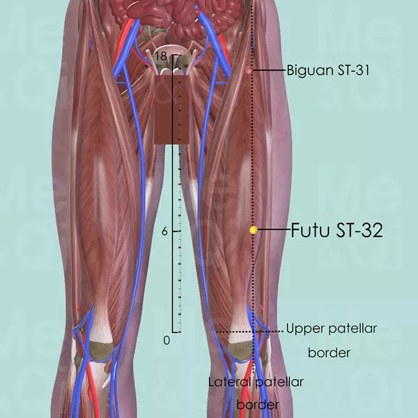 Futu ST-32 - Muscles view - Acupuncture point on Stomach Channel