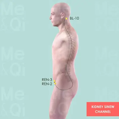 Kidney Sinew Channel pathway