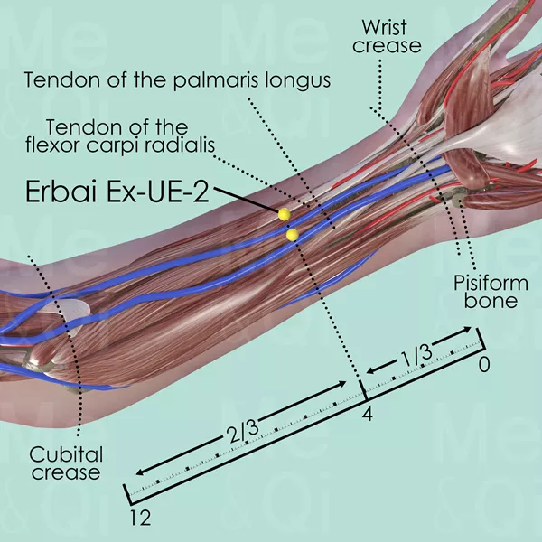 Erbai Ex-UE-2 - Muscles view - Acupuncture point on Extra Points: Upper Extremities (EX-UE)