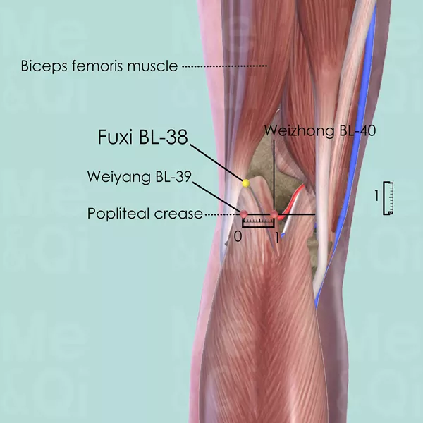 Fuxi BL-38 - Muscles view - Acupuncture point on Bladder Channel