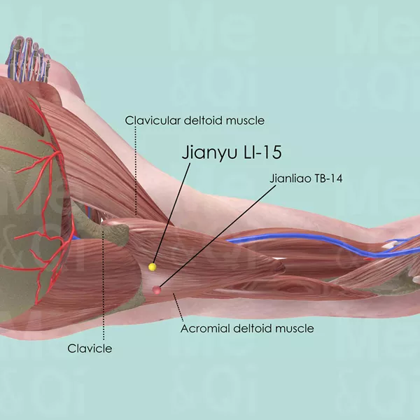 Jianyu LI-15 - Muscles view - Acupuncture point on Large Intestine Channel