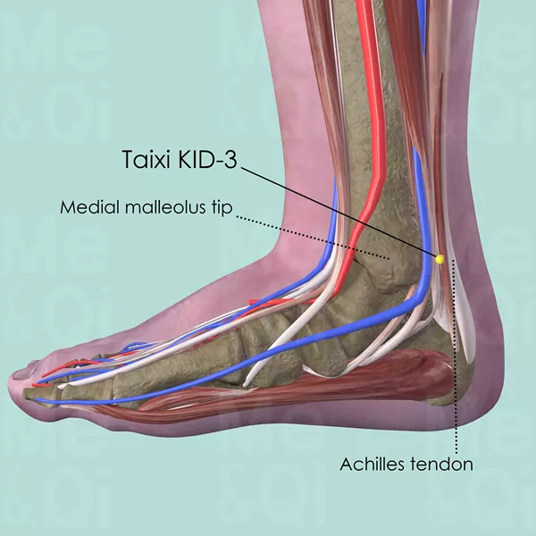 Taixi KID-3 - Muscles view - Acupuncture point on Kidney Channel