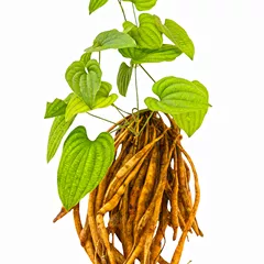 Stemona root