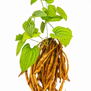 Stemona roots (Bai Bu)