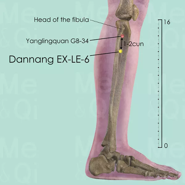 Dannang EX-LE-6 - Bones view - Acupuncture point on Extra Points: Lower Extremities (EX-LE)