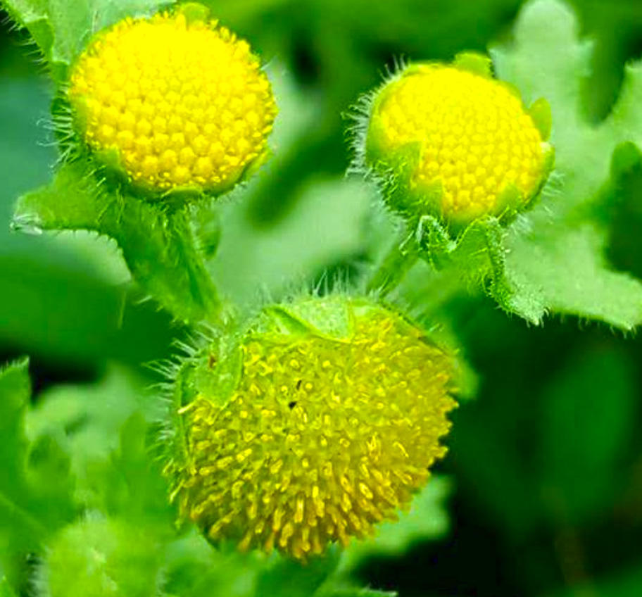 Tián Jī Huáng (Japanese St. John's Wort) plant