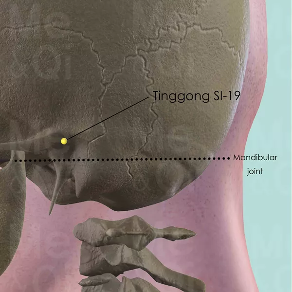 Tinggong SI-19 - Bones view - Acupuncture point on Small Intestine Channel