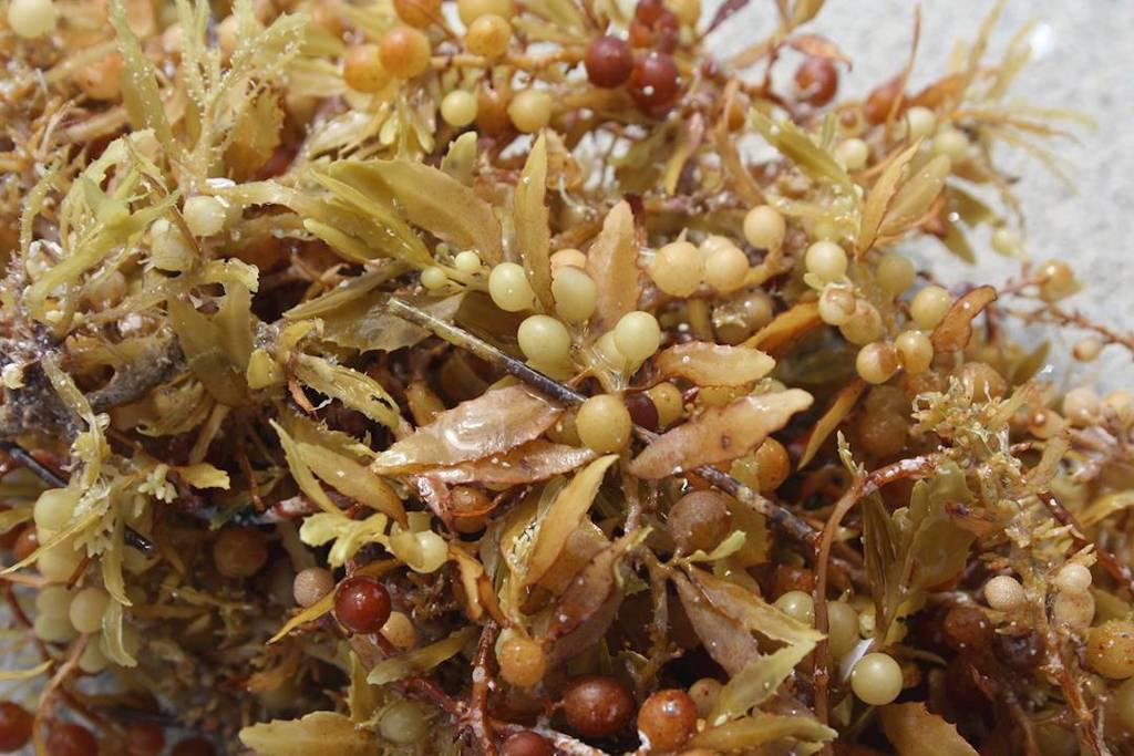 Hai Zao (Sargassum seaweed) plant