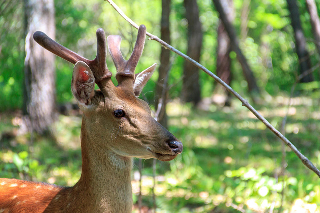 Lu Rong (Deer velvet antler) plant