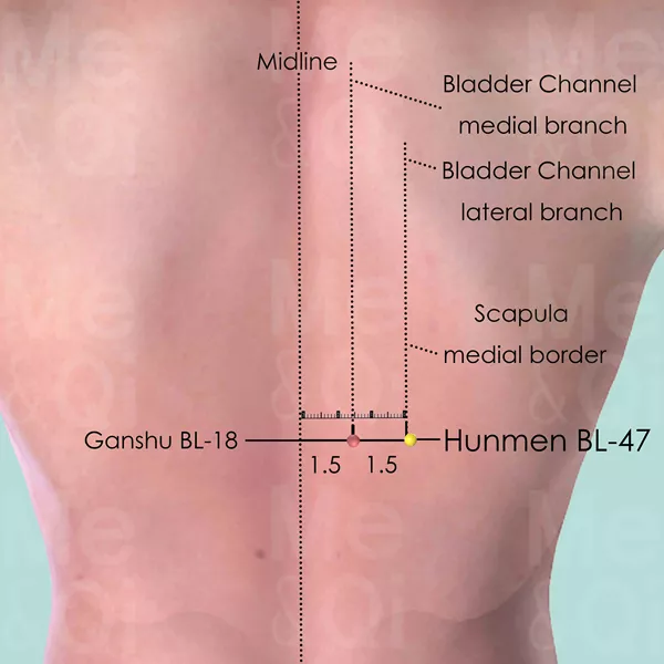 Hunmen BL-47 - Skin view - Acupuncture point on Bladder Channel