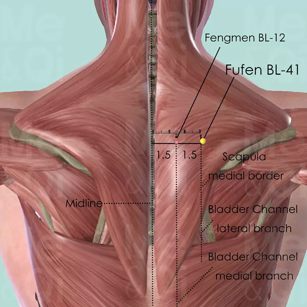 Fufen BL-41 - Muscles view - Acupuncture point on Bladder Channel