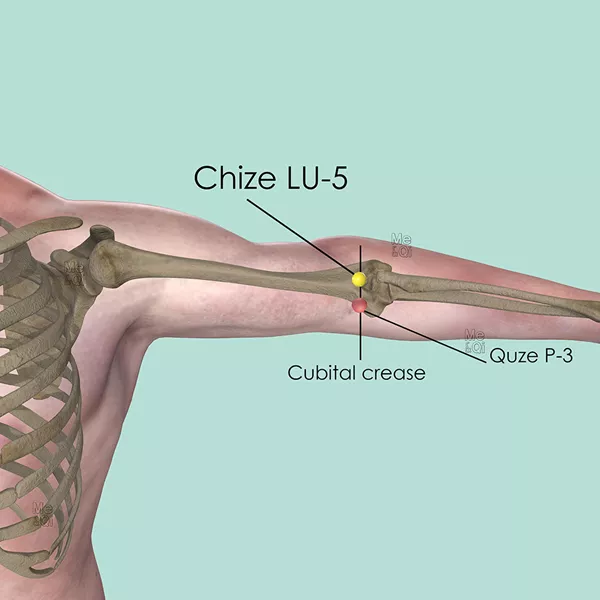Chize LU-5 - Bones view - Acupuncture point on Lung Channel