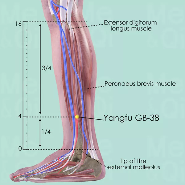 Yangfu GB-38 - Muscles view - Acupuncture point on Gall Bladder Channel