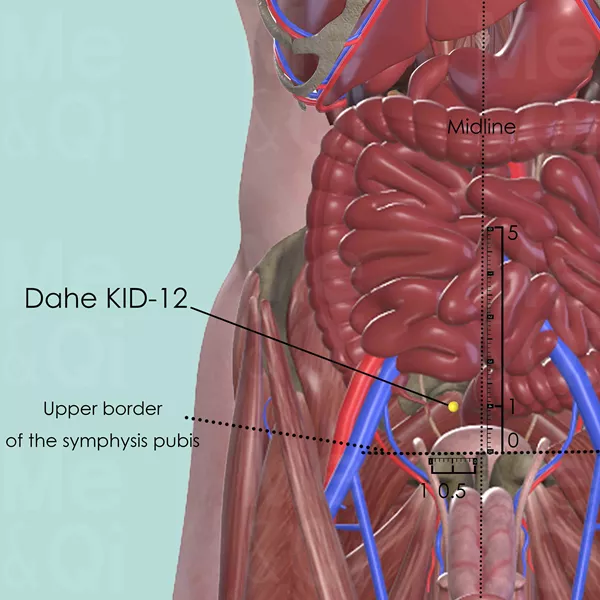Dahe KID-12 - Muscles view - Acupuncture point on Kidney Channel