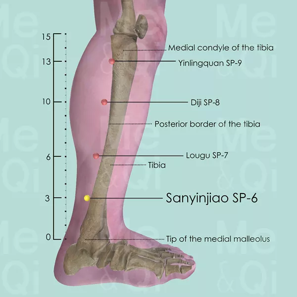 Sanyinjiao SP-6 - Bones view - Acupuncture point on Spleen Channel