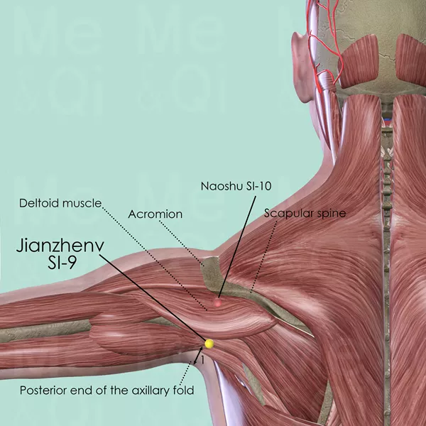 Jianzhen SI-9 - Muscles view - Acupuncture point on Small Intestine Channel