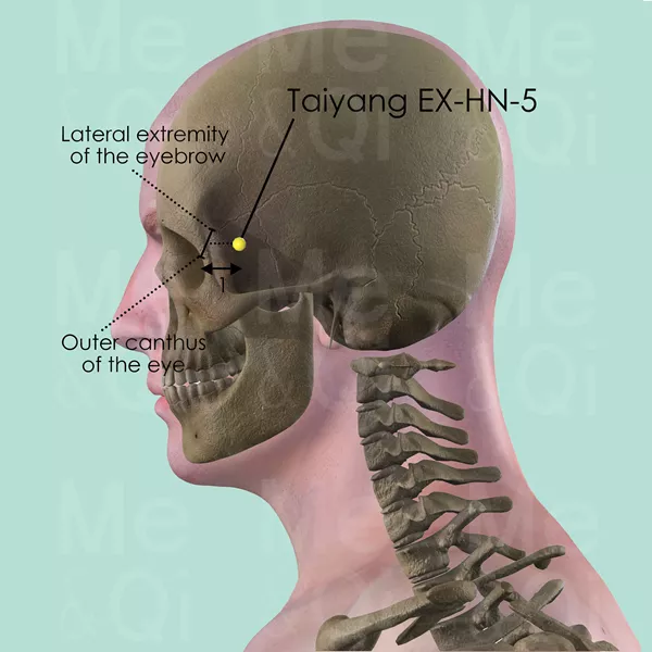 Taiyang EX-HN-5 - Bones view - Acupuncture point on Extra Points: Head and Neck (EX-HN)