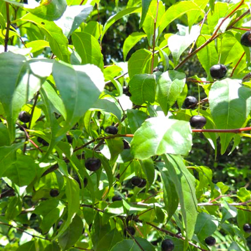 Gǎng Méi Gēn (Ilex Asprella root) plant