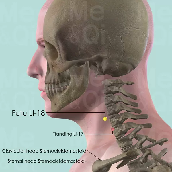 Futu LI-18 - Bones view - Acupuncture point on Large Intestine Channel
