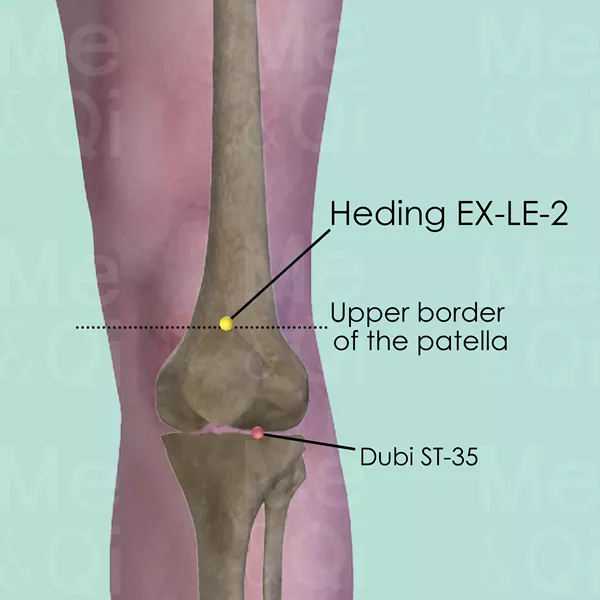 Heding EX-LE-2 - Muscles view - Acupuncture point on Extra Points: Lower Extremities (EX-LE)