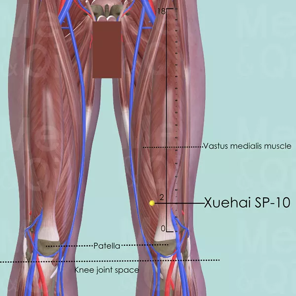 Xuehai SP-10 - Muscles view - Acupuncture point on Spleen Channel
