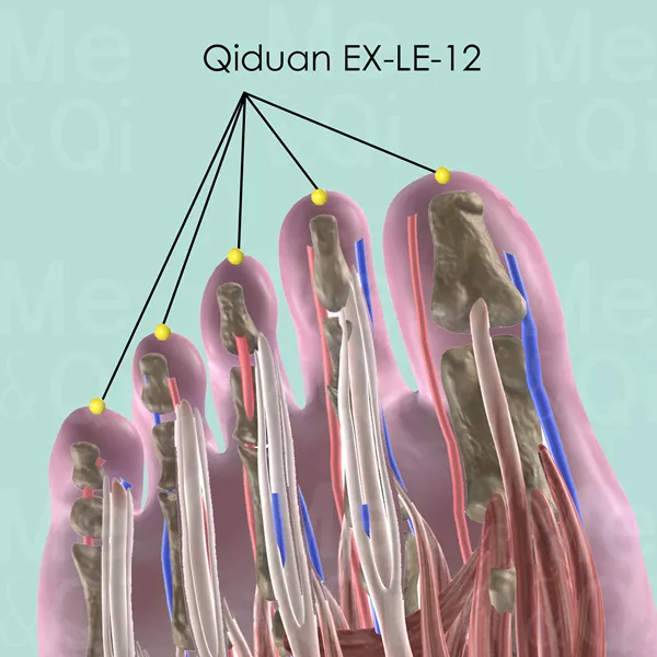 Qiduan EX-LE-12 - Muscles view - Acupuncture point on Extra Points: Lower Extremities (EX-LE)