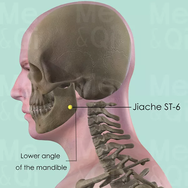 Jiache ST-6 - Bones view - Acupuncture point on Stomach Channel