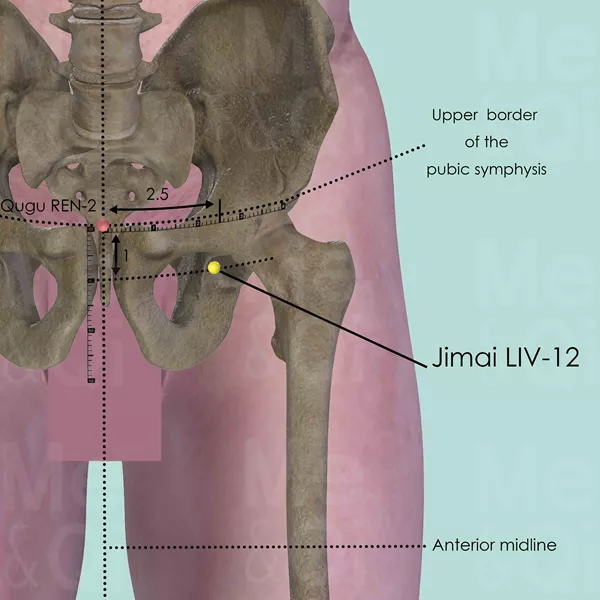 Jimai LIV-12 - Bones view - Acupuncture point on Liver Channel