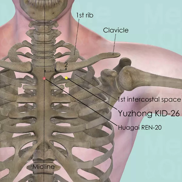 Yuzhong KID-26 - Bones view - Acupuncture point on Kidney Channel