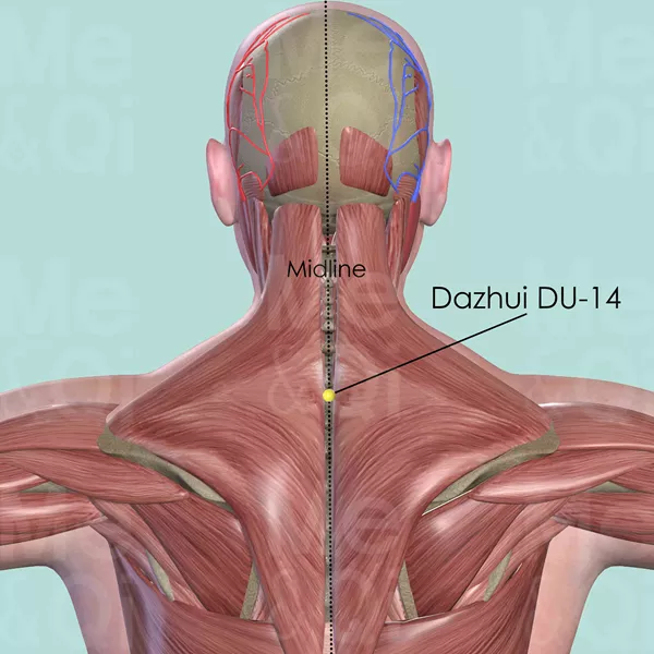 Dazhui DU-14 - Bones view - Acupuncture point on Governing Vessel
