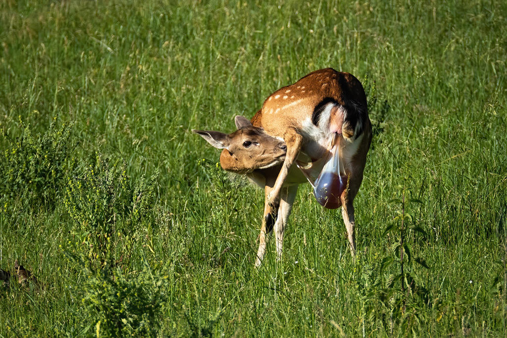 Lu Tai (Deer fetus) plant