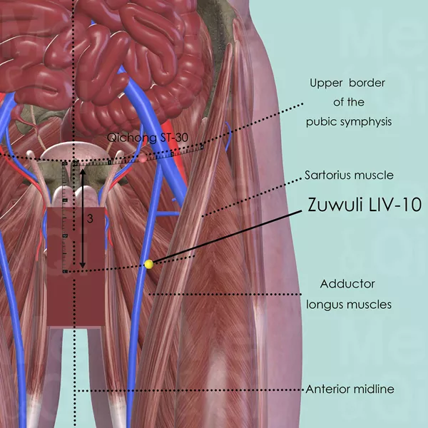Zuwuli LIV-10 - Muscles view - Acupuncture point on Liver Channel