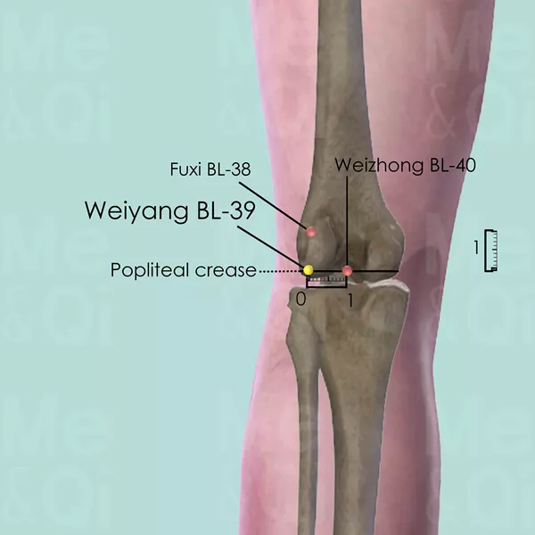 Weiyang BL-39 - Bones view - Acupuncture point on Bladder Channel