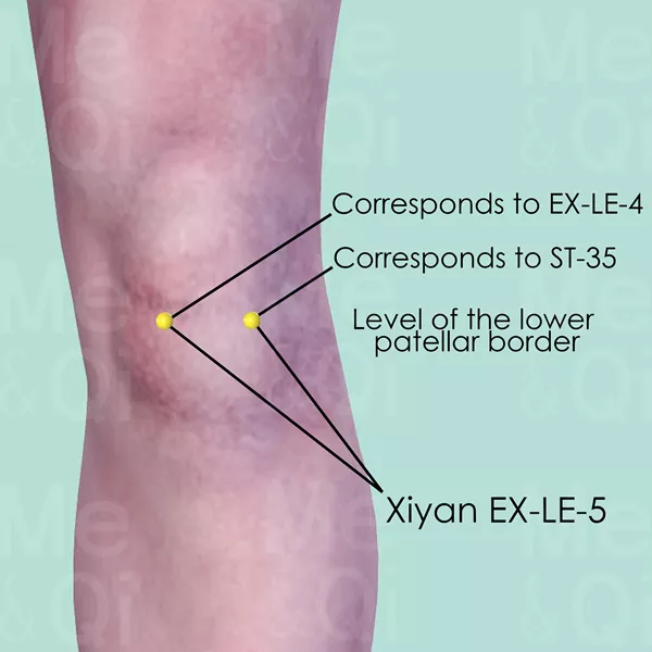 Xiyan EX-LE-5 - Skin view - Acupuncture point on Extra Points: Lower Extremities (EX-LE)