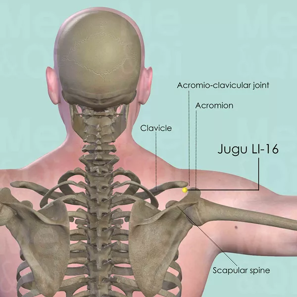 Jugu LI-16 - Bones view - Acupuncture point on Large Intestine Channel