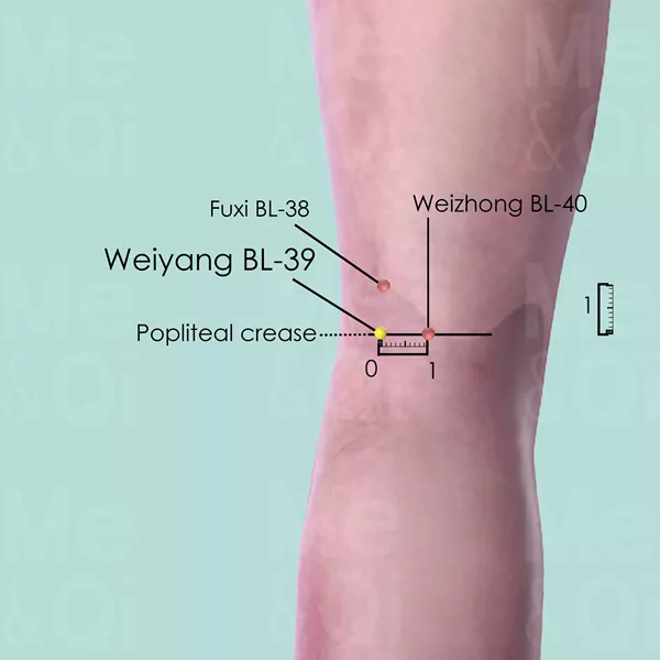 Weiyang BL-39 - Skin view - Acupuncture point on Bladder Channel