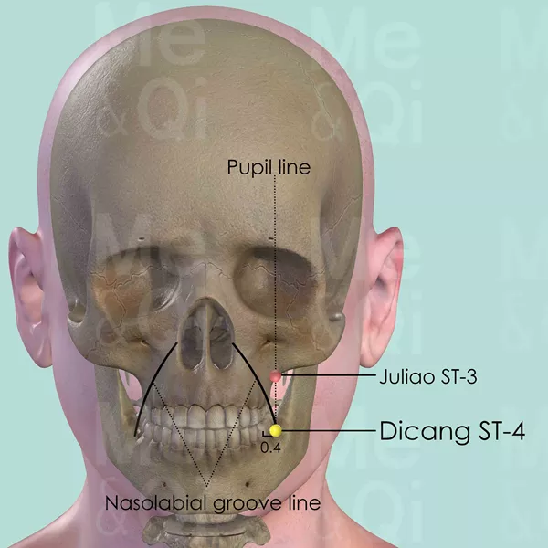 Dicang ST-4 - Bones view - Acupuncture point on Stomach Channel