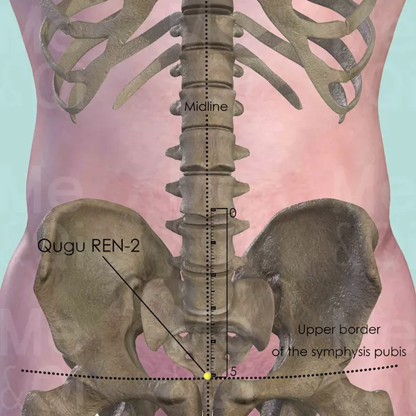 Qugu REN-2 - Bones view - Acupuncture point on Directing Vessel