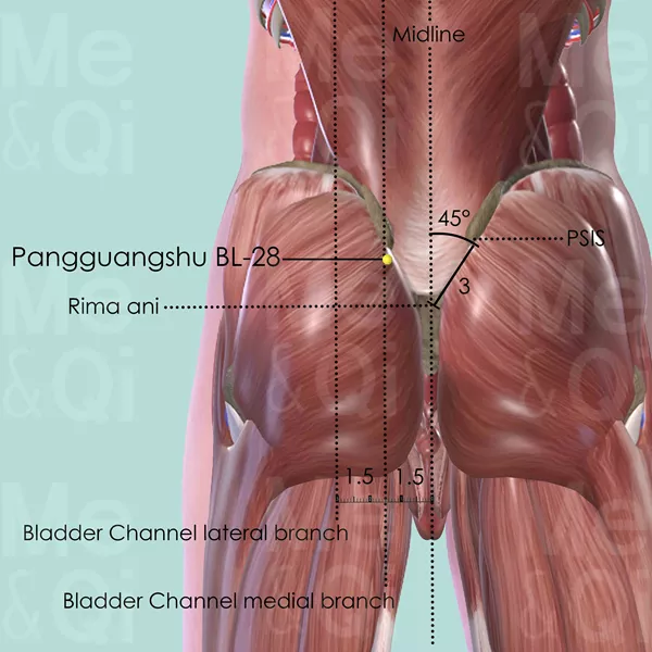 Pangguangshu BL-28 - Muscles view - Acupuncture point on Bladder Channel