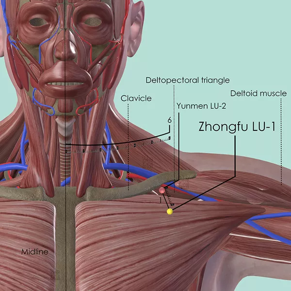 Zhongfu LU-1 - Muscles view - Acupuncture point on Lung Channel