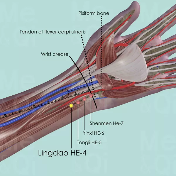 Lingdao HE-4 - Muscles view - Acupuncture point on Heart Channel