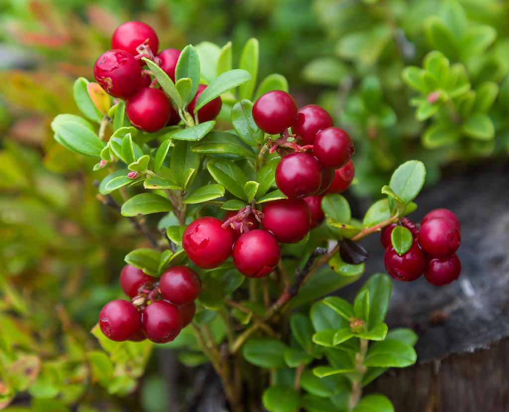 Yue Ju (Lingonberry) plant